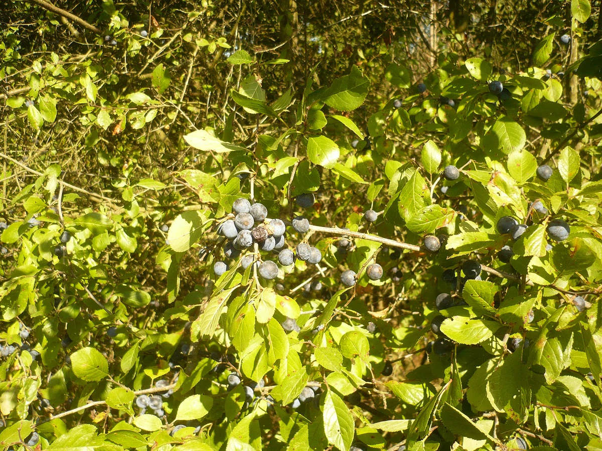Prunus spinosa var. fruticans (Rosaceae)